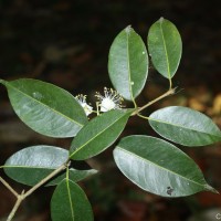 Kayea stylosa Thwaites